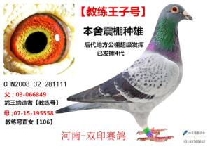 東光天宇鴿舍最新發(fā)布,東光天宇鴿舍最新發(fā)布，探索現(xiàn)代養(yǎng)鴿新境界