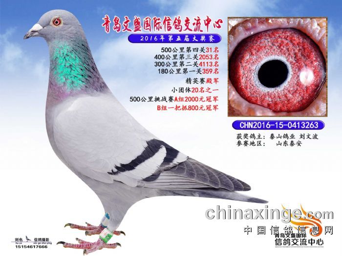 文德賽鴿公棚最新公告,文德賽鴿公棚最新公告，揭示未來戰(zhàn)略與重要更新