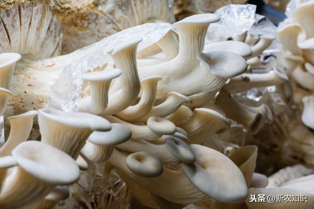 平菇生料栽培最新技術(shù),平菇生料栽培最新技術(shù)