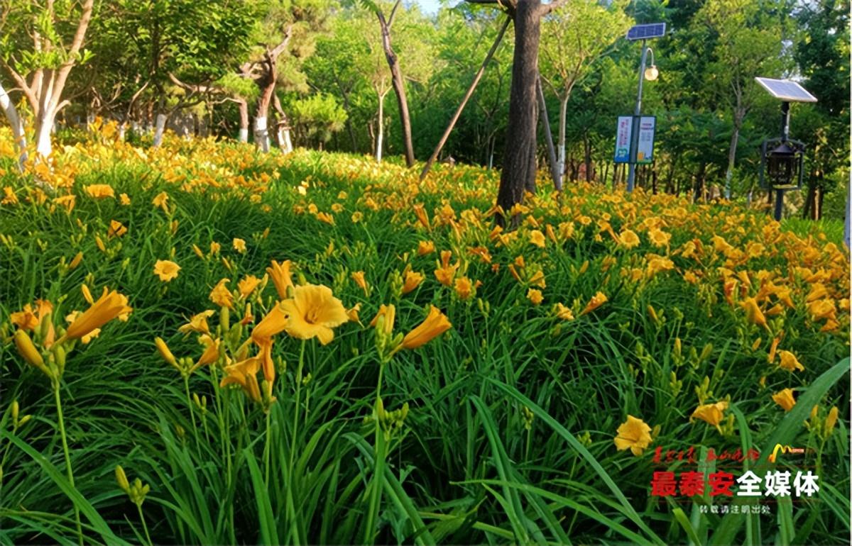 中國最新的百合電影,中國最新的百合電影，綻放青春之花