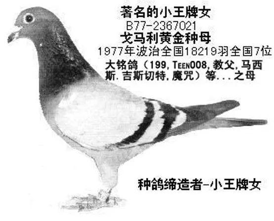 賽鴿定向最新發(fā)現(xiàn),賽鴿定向最新發(fā)現(xiàn)，探索未知領(lǐng)域的先鋒科技之旅